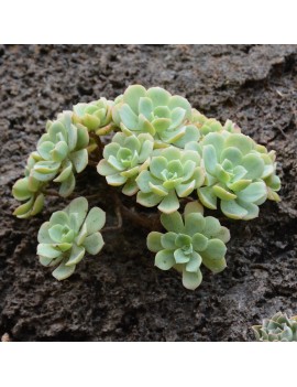 Aeonium catello-paivae