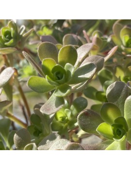 Aeonium saundersii x spathulatum