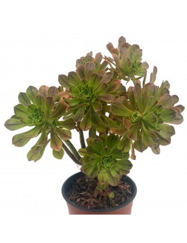 Aeonium x holospathulatum