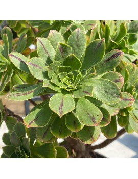 Aeonium x holospathulatum