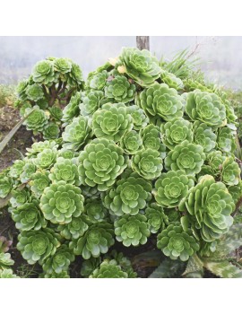 Aeonium 'Pseudotabuliforme'