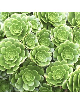 Aeonium 'Pseudotabuliforme'