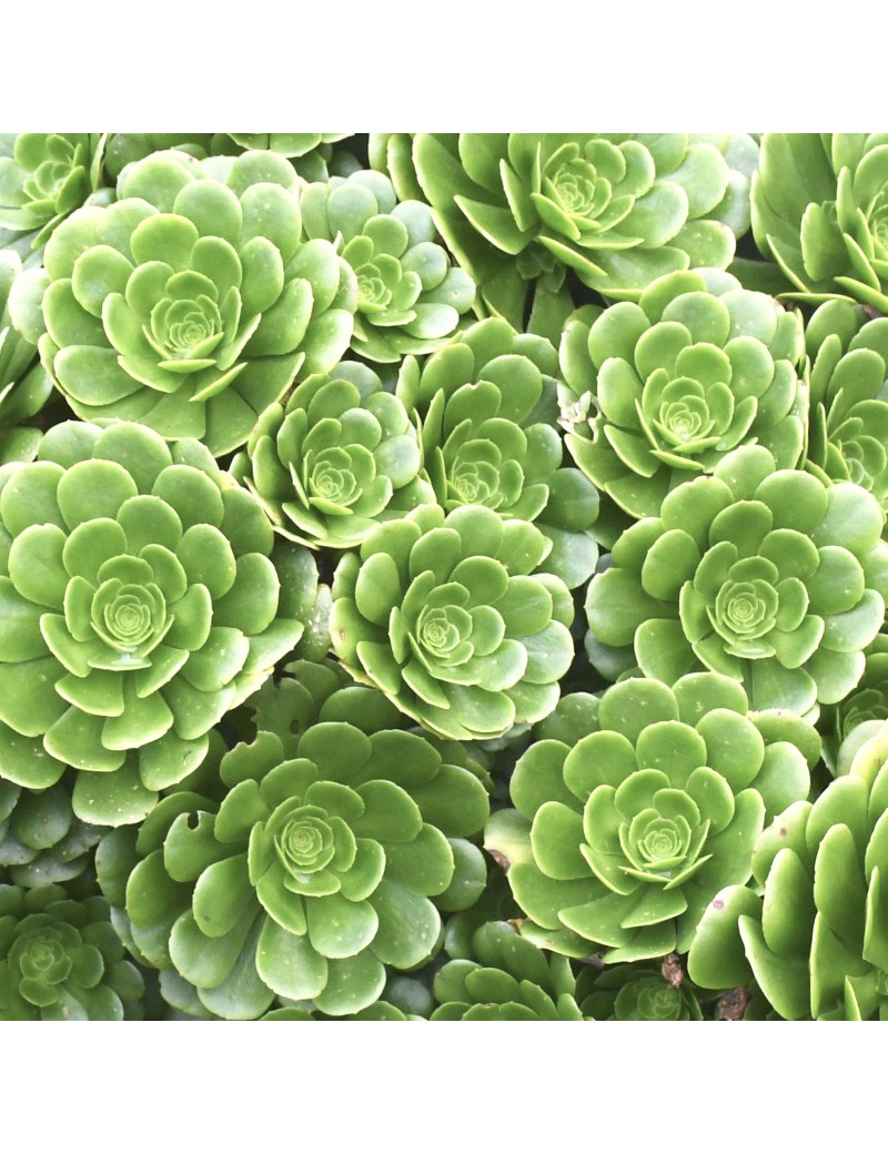 Aeonium 'Pseudotabuliforme' Aeonium 'Pseudotabuliforme'