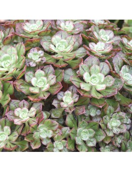 Aeonium mascaense