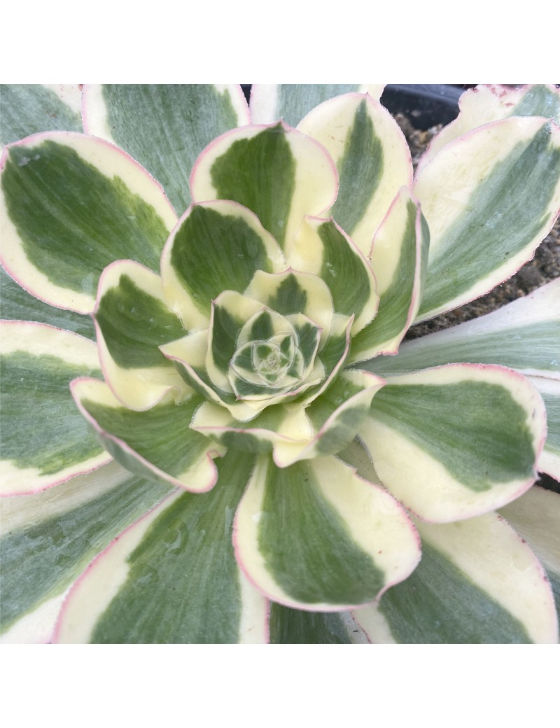 Aeonium 'Poseidon' Aeonium 'Poseidon'