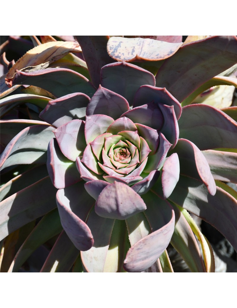 Aeonium davidbramwellii Aeonium davidbramwellii