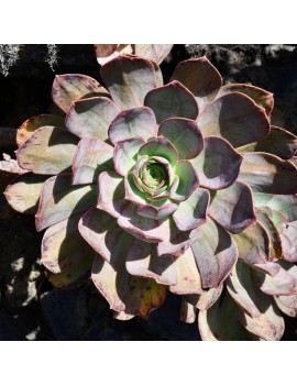 Aeonium davidbramwellii