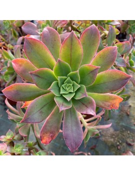 Aeonium leucoblepharum Yémen