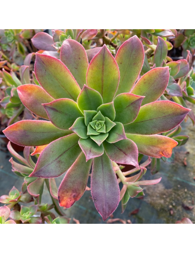 Aeonium leucoblepharum Yémen Aeonium leucoblepharum Yémen