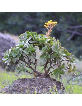 Aeonium gorgoneum Santo Antão