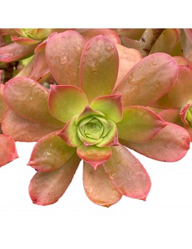 Aeonium gorgoneum Santo Antão