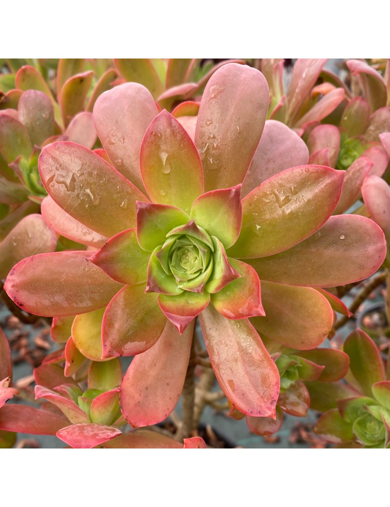 Aeonium gorgoneum Santo Antão