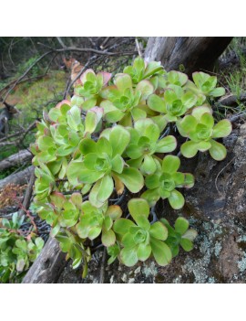 Aeonium gorgoneum Santo Antão