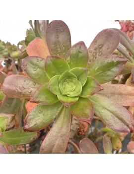 Aeonium gorgoneum Santo Antão