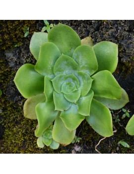 Aeonium cuneatum