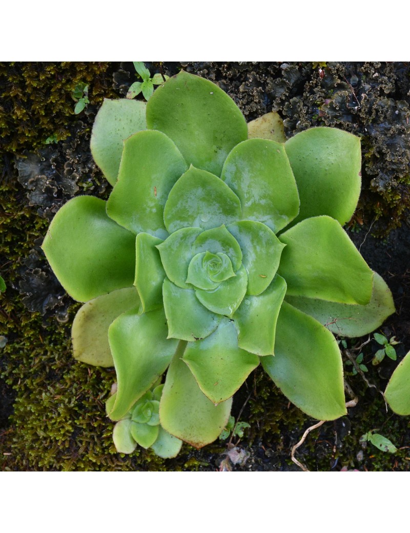 Aeonium cuneatum Aeonium cuneatum