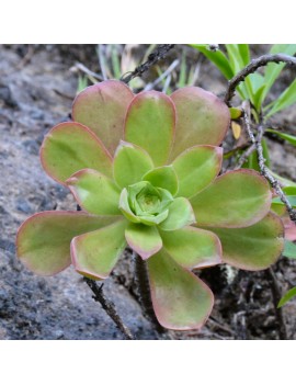 Aeonium gorgoneum Santo Antão