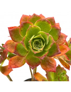 Aeonium gorgoneum São Vicente