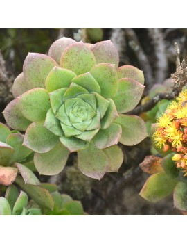 Aeonium gorgoneum São Vicente