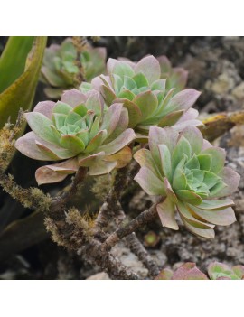 Aeonium gorgoneum São Vicente