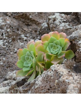 Aeonium gorgoneum São Vicente