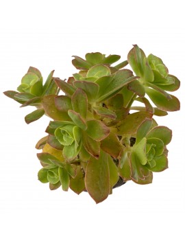 Aeonium gorgoneum São Nicolau