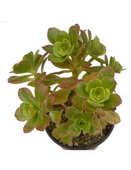 Aeonium gorgoneum São Nicolau