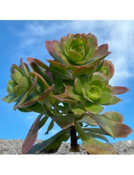 Aeonium gorgoneum São Nicolau