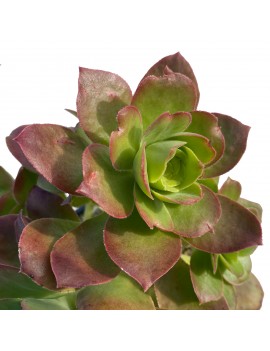 Aeonium gorgoneum São Nicolau