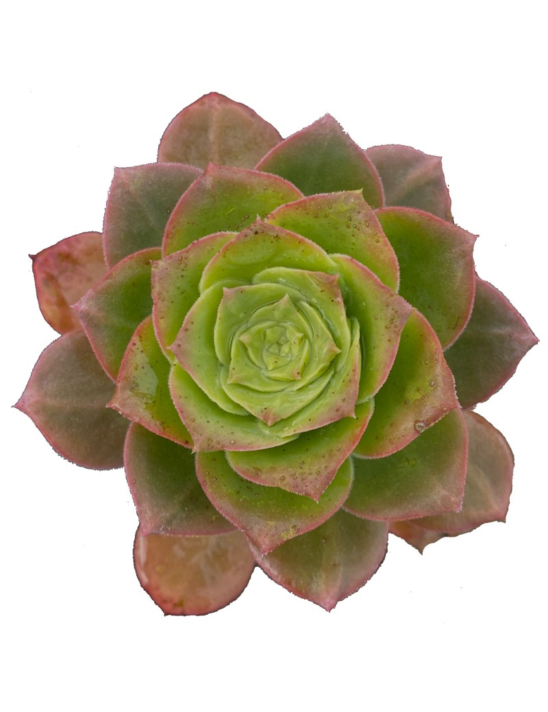 Aeonium gorgoneum São Vicente Aeonium gorgoneum São Vicente