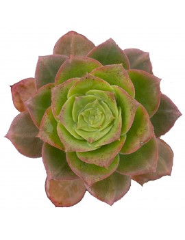 Aeonium gorgoneum São Vicente