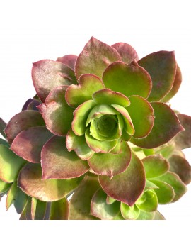 Aeonium gorgoneum São Nicolau