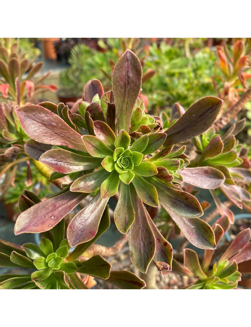 Aeonium x holospathulatum