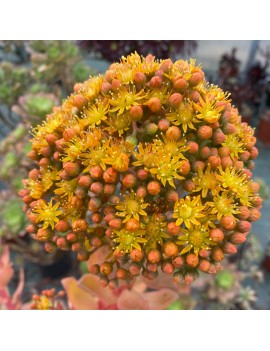 Aeonium gorgoneum São Vicente, fleur