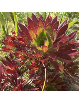 Aeonium 'Carmen'