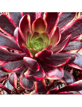 Aeonium 'Superbang'