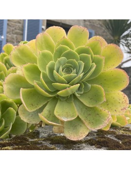 Aeonium 'Île de Batz'