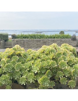 Aeonium 'Île de Batz'