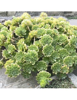 Aeonium 'Île de Batz'