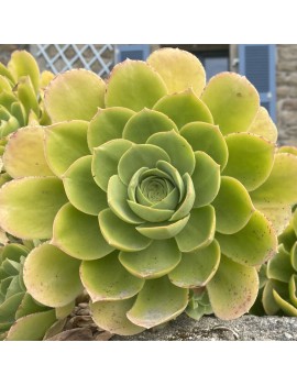 Aeonium 'Île de Batz'