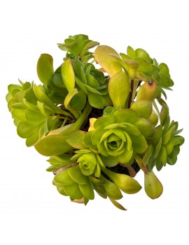 Aeonium x sanctisebastianii