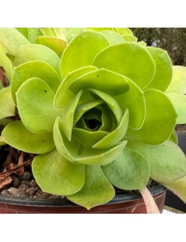 Aeonium x sanctisebastianii