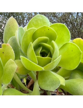 Aeonium x sanctisebastianii