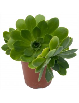 Aeonium x sanctisebastianii