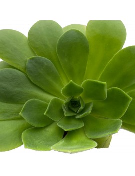 Aeonium x sanctisebastianii