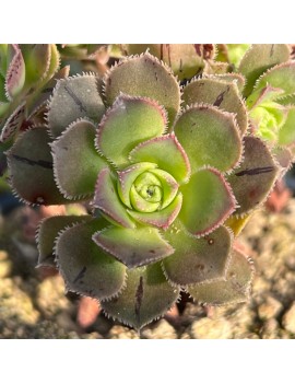 Aeonium castello-paivae var. sarae