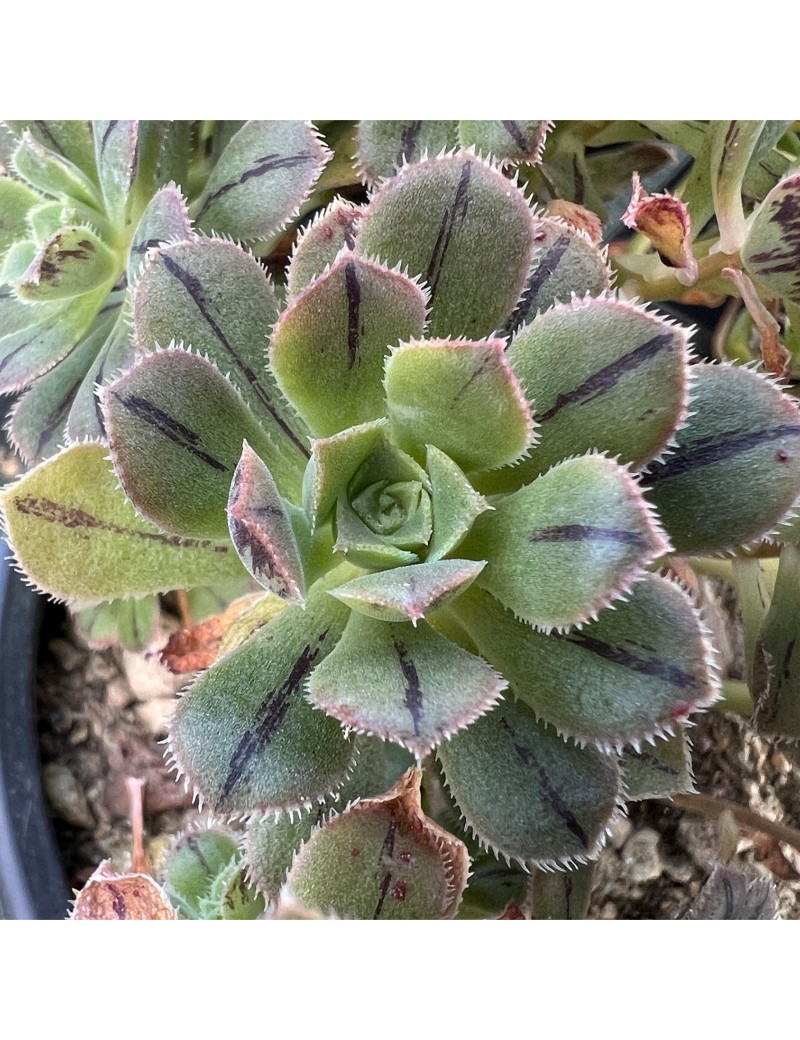 Aeonium castello-paivae var. sarae