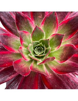 Aeonium 'Peacock'