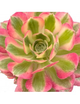 Aeonium 'Pink Witch'