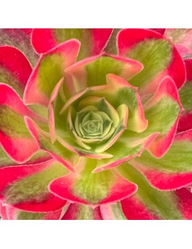 Aeonium 'Pink Witch'